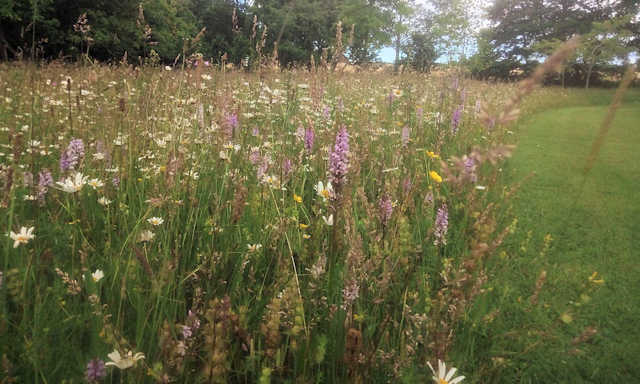 Wild Flowers